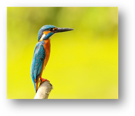 Kingfisher, Animal, Avian, Beak, Bird, Feathers