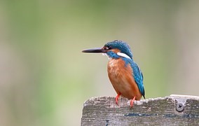 Figure 10. The Kingfisher�s beak inspired the new shape for 
the lead unit on a Japanese high-speed train. (Source: pixabay)