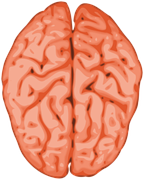 Figure 2. The brain�s two halves or hemispheres. (Source: pixabay)